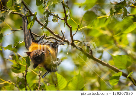 indian flying fox or greater indian fruit bat or Pteropus giganteus face expression closeup portrait hanging on tree wingspan eye contact ranthambore national park forest tiger reserve rajasthan india 129207880