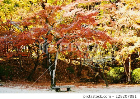 Autumn Maple Valley 2 129207881