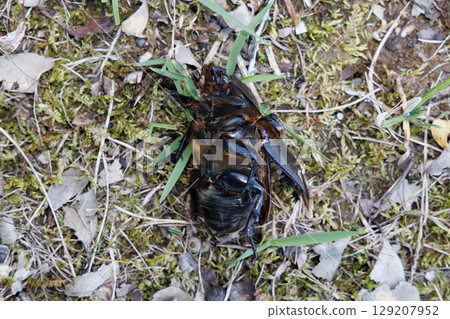 Beetle corpse 129207952
