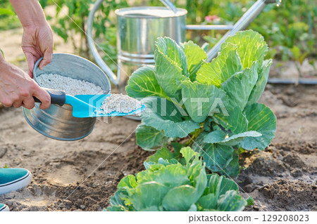 Close up of granulated fertilizers in hands, fertilizing young cabbage plants Close up of granulated fertilizers in hands, fertilizing young cabbage plants 129208023