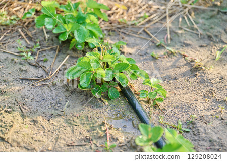 Young strawberry bushes grown in soil with drip irrigation 129208024