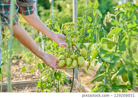Female hands showing tomato plant with unripe green tomatoes Female hands showing tomato plant with unripe green tomatoes 129208031