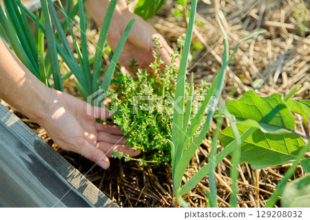 Close up of thyme plant on raised wooden bed in backyard kitchen garden Close up of thyme plant on raised wooden bed in backyard kitchen garden 129208032