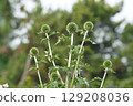 Blue thistle, June 2025 129208036