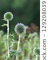 Blue thistle, June 2025 129208039