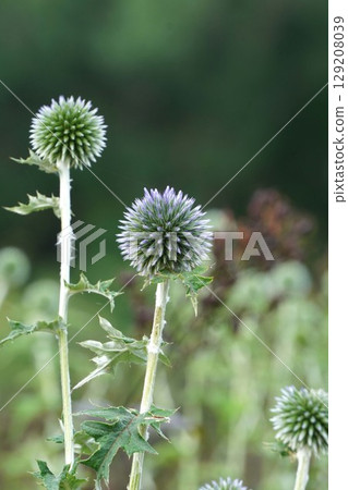 Blue thistle, June 2025 129208039