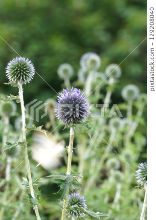 Blue thistle, June 2025 Blue thistle, June 2025 129208040