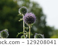 Blue thistle, June 2025 129208041