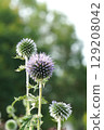 Blue thistle, June 2025 129208042