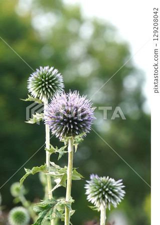 Blue thistle, June 2025 Blue thistle, June 2025 129208042