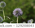Blue thistle, June 2025 129208043