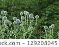 Blue thistle, June 2025 129208045