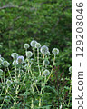 Blue thistle, June 2025 129208046