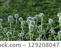 Blue thistle, June 2025 129208047