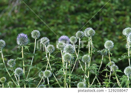 Blue thistle, June 2025 Blue thistle, June 2025 129208047