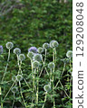Blue thistle, June 2025 129208048
