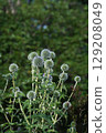 Blue thistle, June 2025 129208049