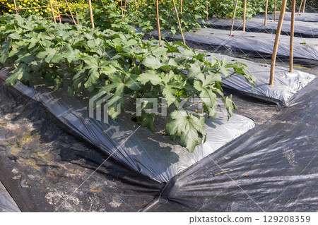 Farmers use plastic films for keep soil moisture and weed control in Okra or Lady's finger garden. Farmers use plastic films for keep soil moisture and weed control in Okra or Lady's finger garden. 129208359