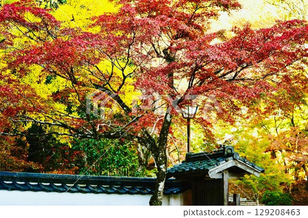 Autumn Leaves Valley 5 Autumn Leaves Valley 5 129208463