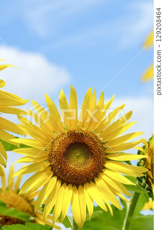 A healthy sunflower blooming in the blue sky A healthy sunflower blooming in the blue sky 129208464