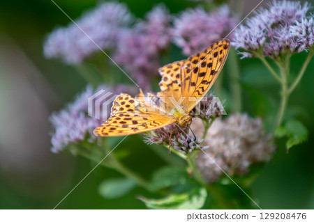 A fritillary butterfly resting on a bulbul flower A fritillary butterfly resting on a bulbul flower 129208476
