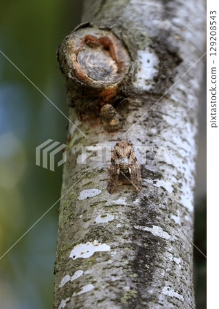 蟬偽裝成一棵樹 蟬偽裝成一棵樹 129208543