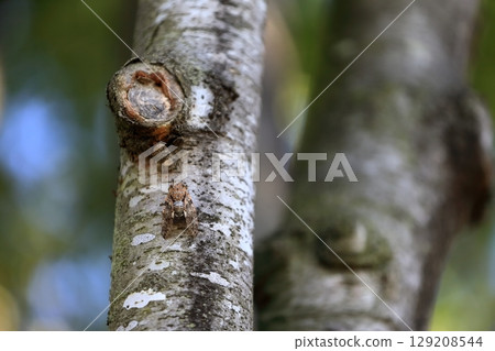 蟬偽裝成一棵樹 蟬偽裝成一棵樹 129208544