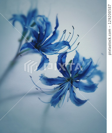 霧中飄浮的藍色蜘蛛百合｜充滿奇幻與寧靜的神秘花卉景觀 129208587