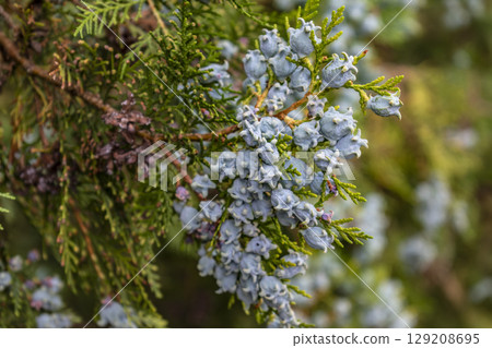 Cypress, medicinal plant, protector of the vascular system, vasoconstrictor, anti-inflammatory and astringent, cupressus sempervirens 129208695