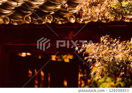 Autumn Leaves Valley 8 129208853