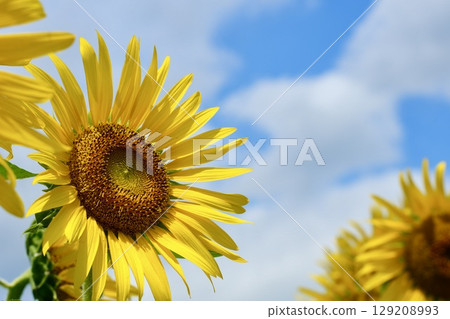 A healthy sunflower blooming in the blue sky A healthy sunflower blooming in the blue sky 129208993