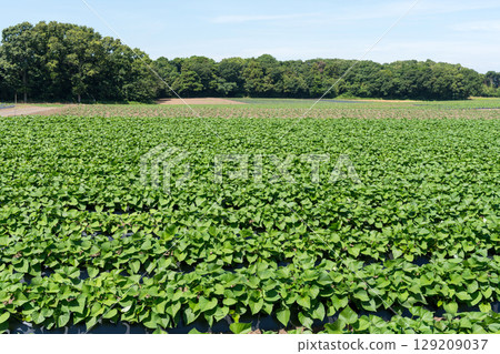 Sweet potato field 129209037