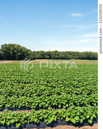 Sweet potato field 129209038