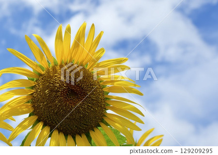 Cute sunflowers looking up at the sky, blue sky and white clouds Cute sunflowers looking up at the sky, blue sky and white clouds 129209295