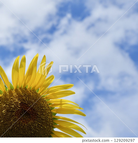 Cute sunflowers looking up at the sky, blue sky and white clouds Cute sunflowers looking up at the sky, blue sky and white clouds 129209297