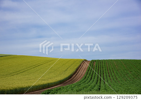 美瑛的農場景觀 129209375