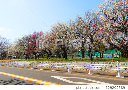 大通體育公園的梅 129209389