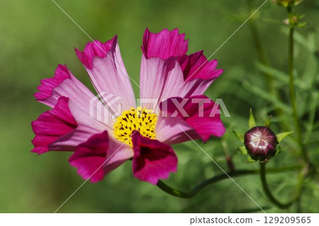 The vibrant colors of cosmos flowers shine in autumn 129209565