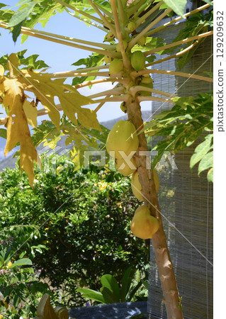 Breadfruit tree with fruits in Vietnam 129209632