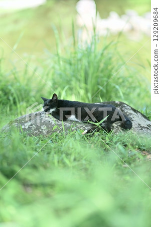 cat sleeping in the grass cat sleeping in the grass 129209684