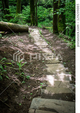 Wooden Steps Leading Through Forest Trail with Natural Surroundings 129209865