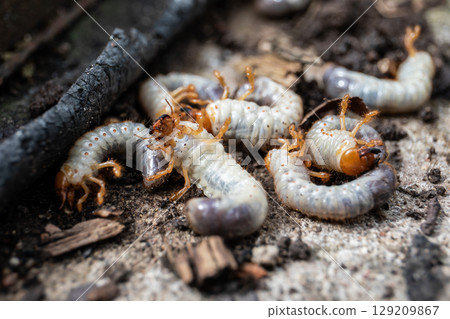 Close-Up of White Grubs Clustered on Soil Surface 129209867
