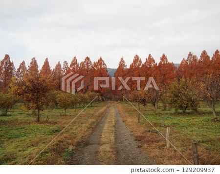 Autumn leaves of metasequoia trees in Makino, Shiga Prefecture ⑥ Autumn leaves of metasequoia trees in Makino, Shiga Prefecture ⑥ 129209937
