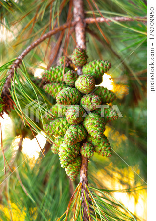 Vibrant green pine cones, still young. A close-up the beauty of nature Vibrant green pine cones, still young. A close-up the beauty of nature 129209950