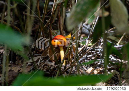 Mushrooms growing in a corner of the forest - Hokkaido - Mushrooms growing in a corner of the forest - Hokkaido - 129209980