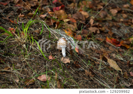 Mushrooms growing in the autumn forest Mushrooms growing in the autumn forest 129209982
