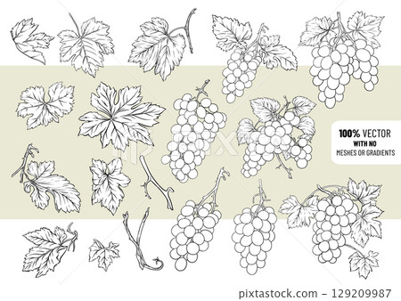 Hand-drawn vector grape clusters 129209987