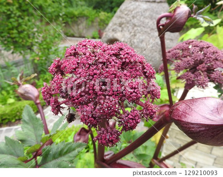 Angelica gigas, a unique and striking perennial plant of the Umbelliferae family 129210093