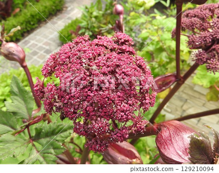 Angelica gigas, a unique and striking perennial plant of the Umbelliferae family 129210094