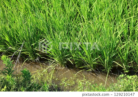 米領域米panicle 米領域米panicle 129210147